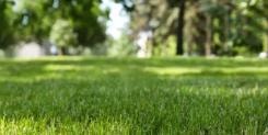 Lawn and exterior care Madison WI