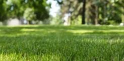 Green lawn and exterior cleaning