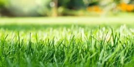 Close up green grass blades lawn